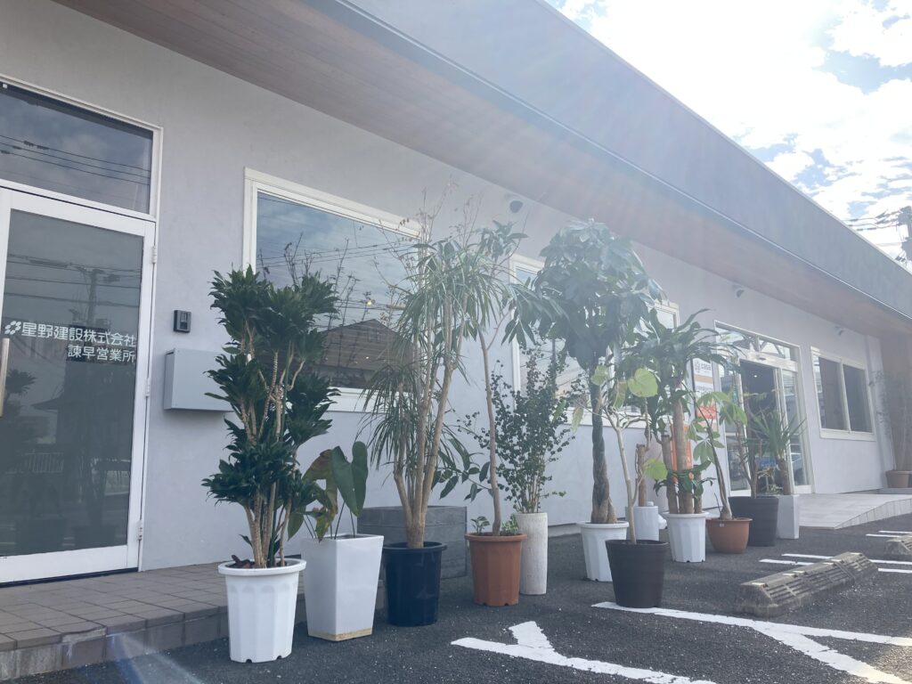 諫早店観葉植物