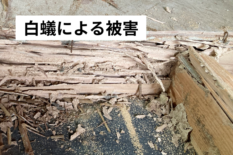 白蟻、被害、対策、諫早市、大村市